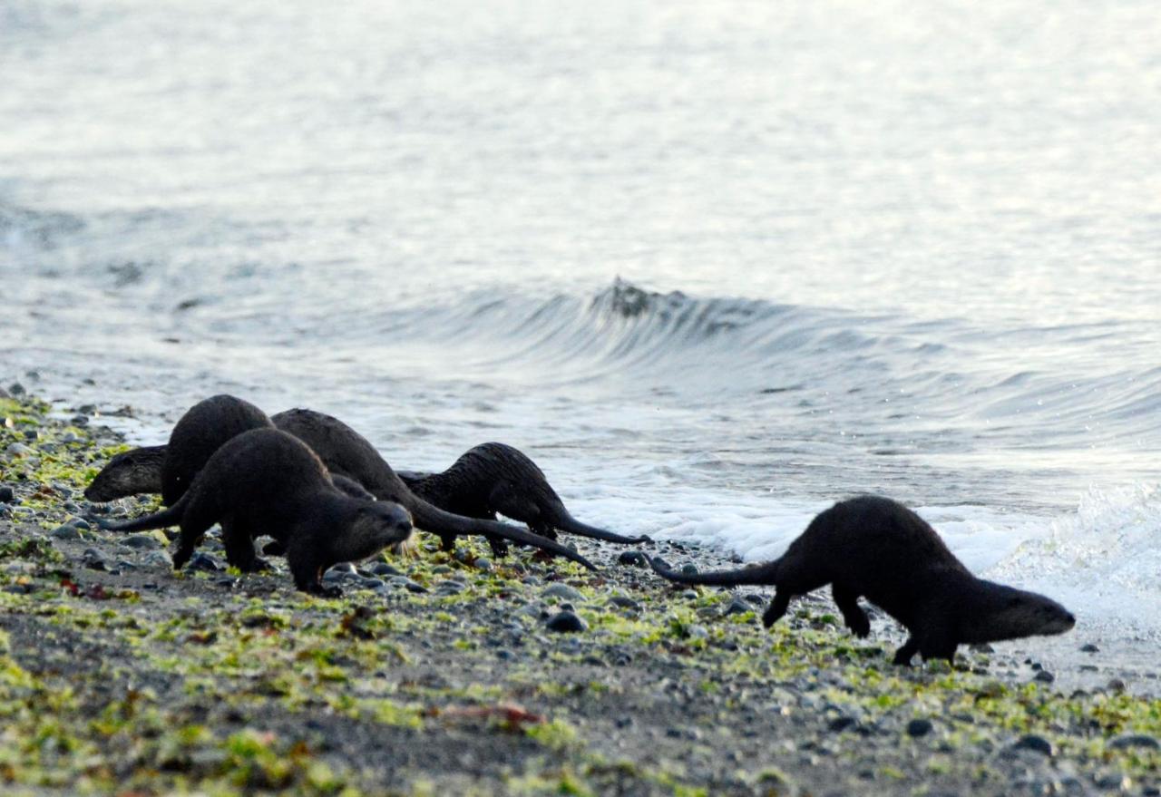 Oceanfront Paradise Comox Zewnętrze zdjęcie